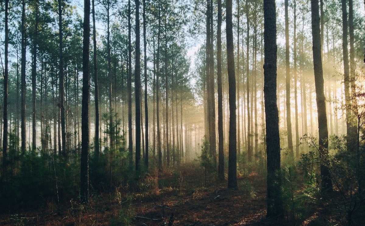 Managed Print Services Reforestation Sustainability Feature